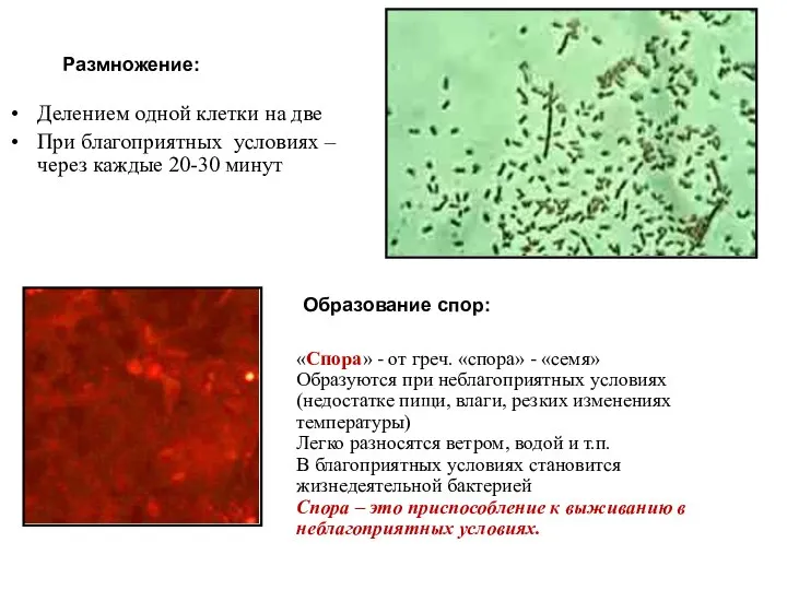 Делением одной клетки на две При благоприятных условиях – через каждые