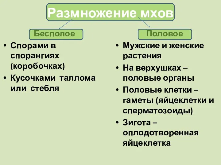 Размножение мхов Бесполое Спорами в спорангиях (коробочках) Кусочками таллома или стебля