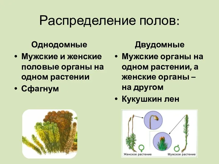 Распределение полов: Однодомные Мужские и женские половые органы на одном растении