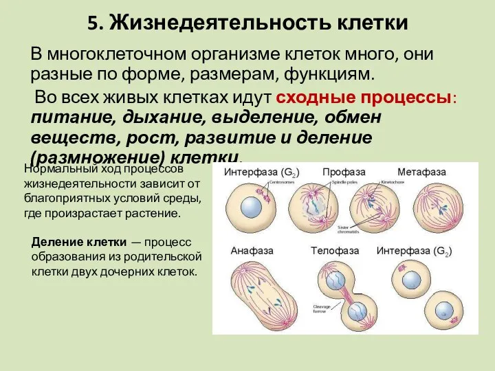 5. Жизнедеятельность клетки В многоклеточном организме клеток много, они разные по