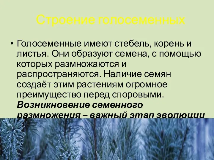 Строение голосеменных Голосеменные имеют стебель, корень и листья. Они образуют семена,