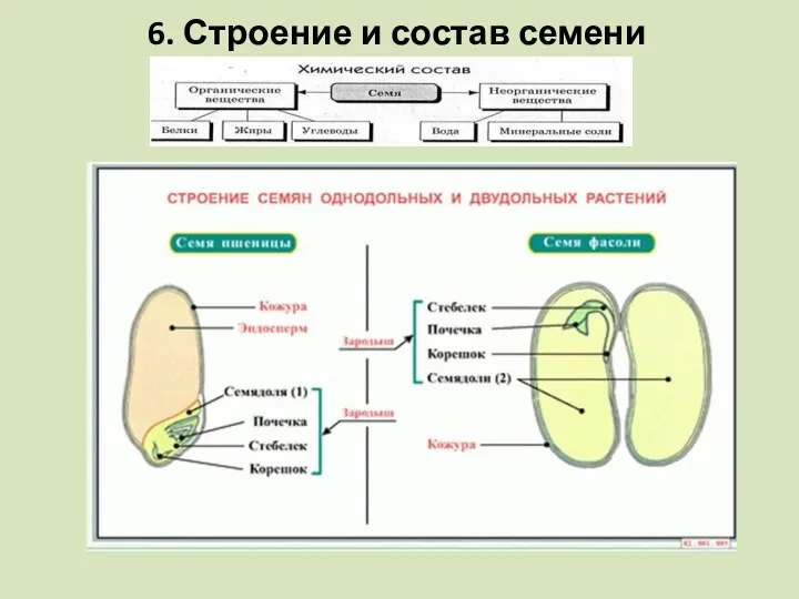 6. Строение и состав семени