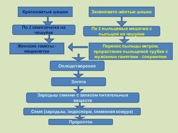 Красноватые шишки Зеленовато-жёлтые шишки По 2 семязачатка на чешуйке По 2