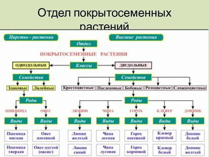 Отдел покрытосеменных растений