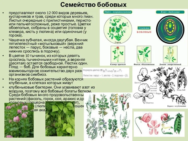 Семейство бобовых представляют около 12 000 видов деревьев, кустарников и трав,