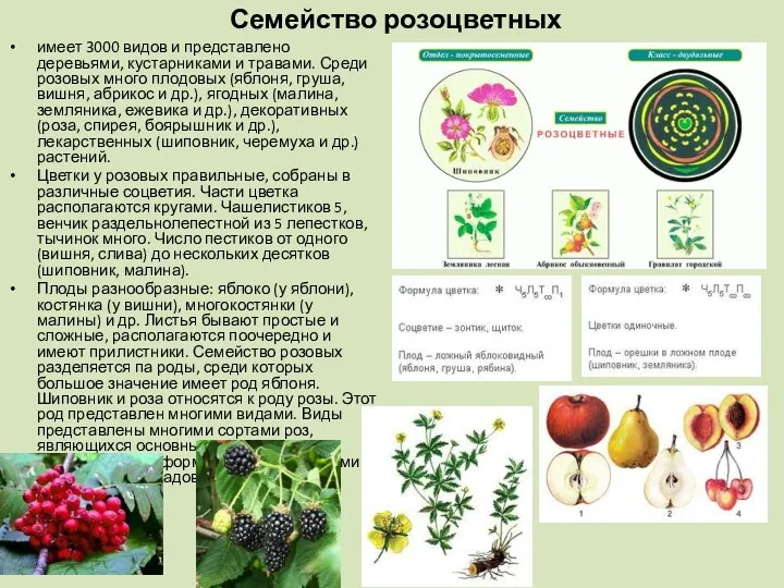 Семейство розоцветных имеет 3000 видов и представлено деревьями, кустарниками и травами.