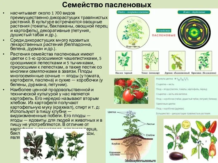 Семейство пасленовых насчитывает около 1 700 видов преимущественно дикорастущих травянистых растений.