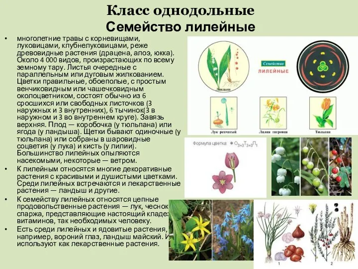 Класс однодольные Семейство лилейные многолетние травы с корневищами, луковицами, клубнелуковицами, реже