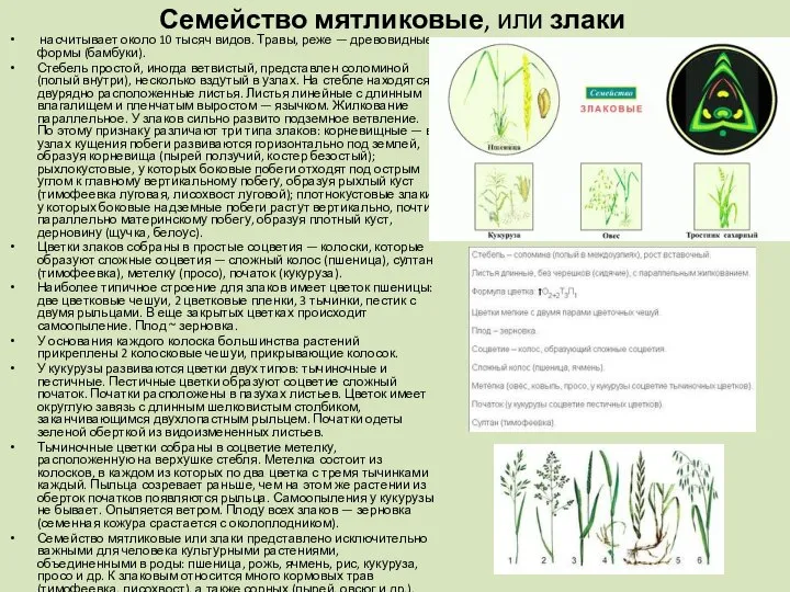 Семейство мятликовые, или злаки насчитывает около 10 тысяч видов. Травы, реже