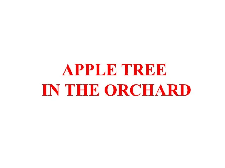 APPLE TREE IN THE ORCHARD