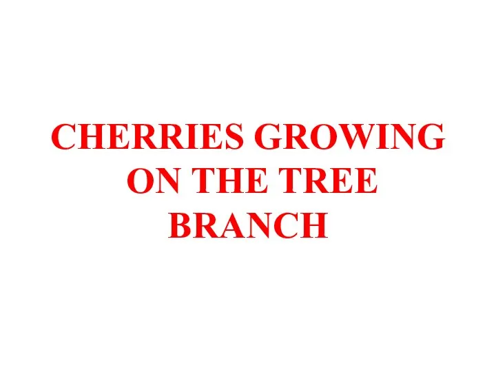 CHERRIES GROWING ON THE TREE BRANCH