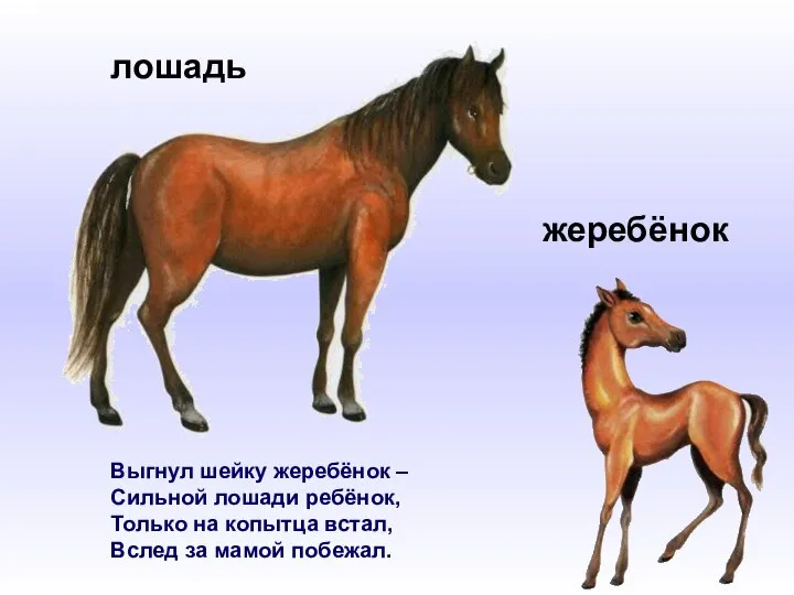 Выгнул шейку жеребёнок – Сильной лошади ребёнок, Только на копытца встал,