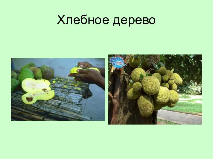 Хлебное дерево