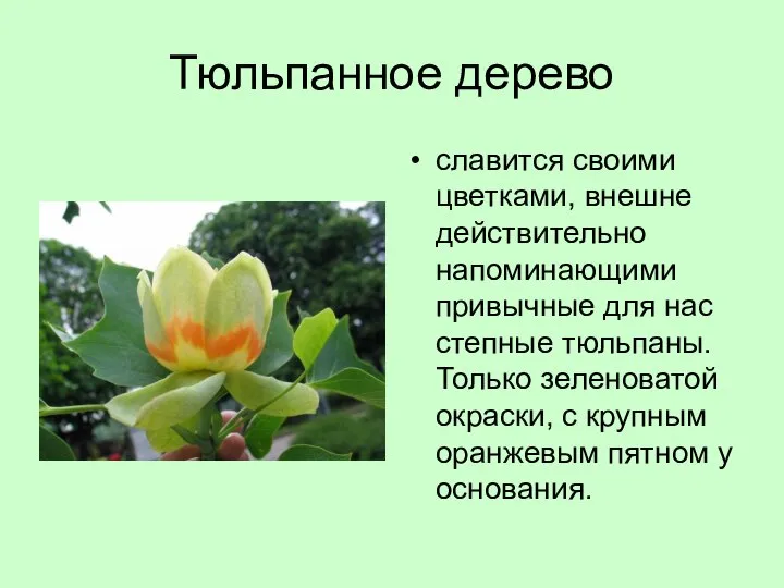 Тюльпанное дерево славится своими цветками, внешне действительно напоминающими привычные для нас