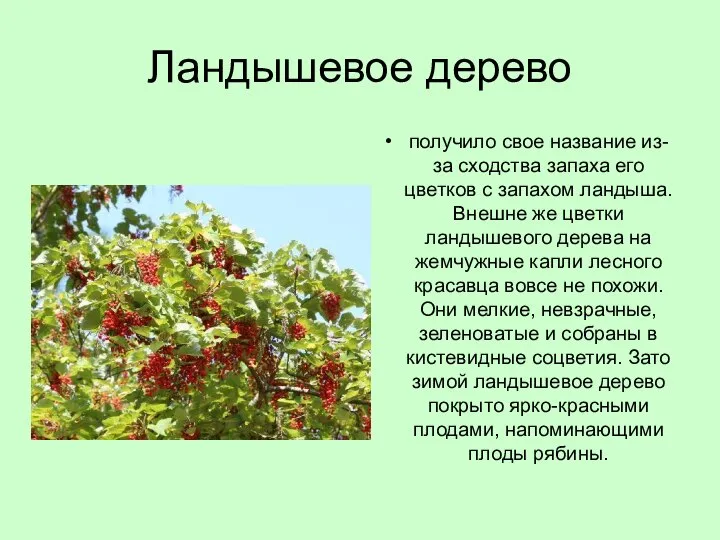 Ландышевое дерево получило свое название из-за сходства запаха его цветков с