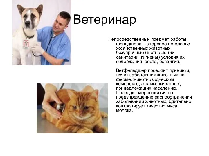 Ветеринар Непосредственный предмет работы фельдшера – здоровое поголовье хозяйственных животных, безупречные