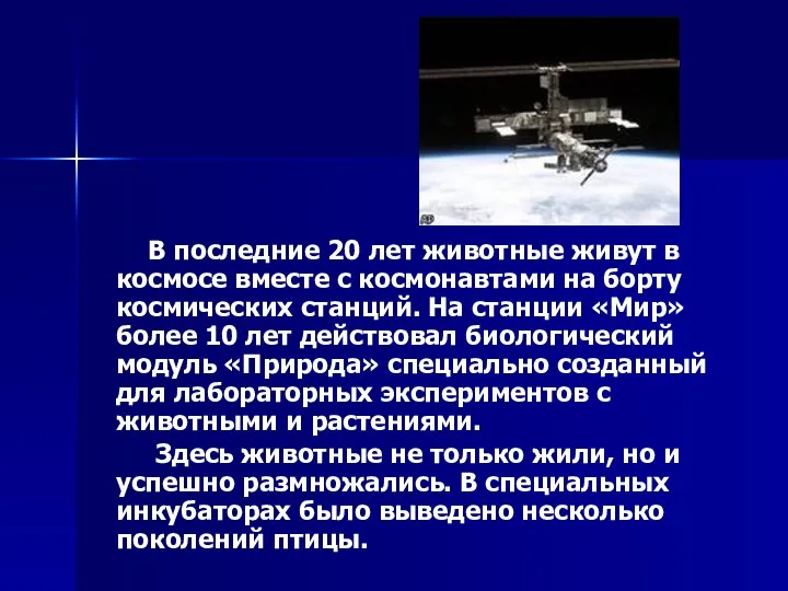 В последние 20 лет животные живут в космосе вместе с космонавтами