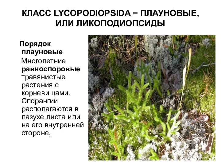 КЛАСС LYCOPODIOPSIDA − ПЛАУНОВЫЕ, ИЛИ ЛИКОПОДИОПСИДЫ Порядок плауновые Многолетние равноспоровые травянистые