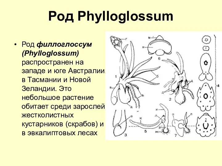 Род Phylloglossum Род филлоглоссум (Phylloglossum) распространен на западе и юге Австралии,