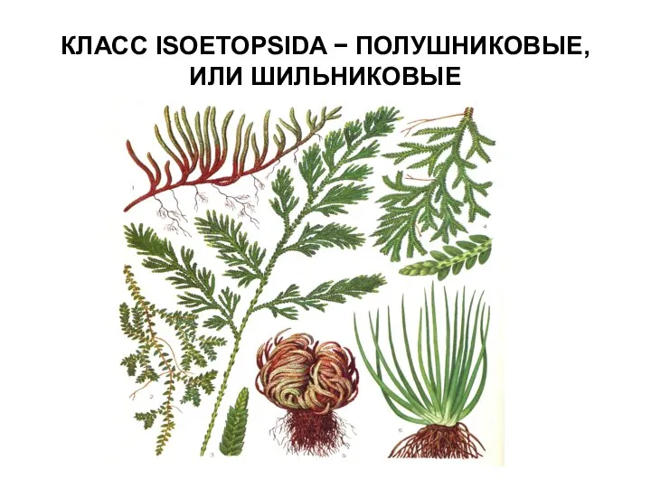 КЛАСС ISOETOPSIDA − ПОЛУШНИКОВЫЕ, ИЛИ ШИЛЬНИКОВЫЕ