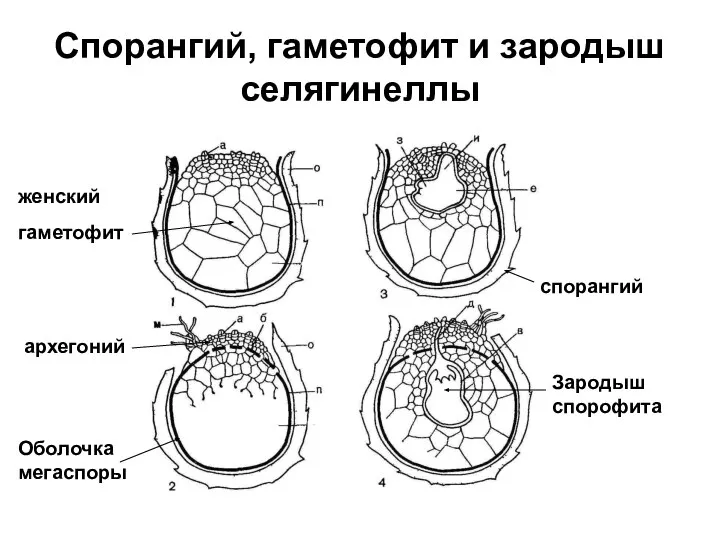 Спорангий, гаметофит и зародыш селягинеллы cпорангий гаметофит архегоний Зародыш спорофита женский Оболочка мегаспоры