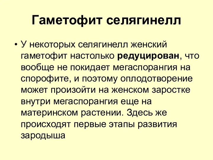 Гаметофит селягинелл У некоторых селягинелл женский гаметофит настолько редуцирован, что вообще