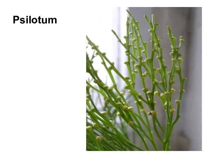 Psilotum