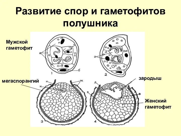 Развитие спор и гаметофитов полушника Мужской гаметофит Женский гаметофит зародыш мегаспорангий