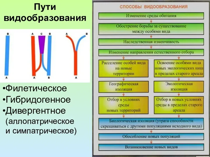 Филетическое Гибридогенное Дивергентное (аллопатрическое и симпатрическое) Пути видообразования