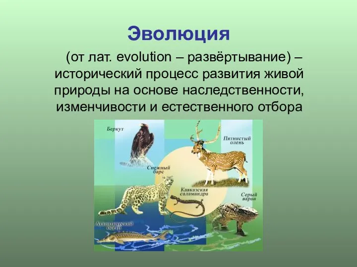 Эволюция (от лат. evolution – развёртывание) – исторический процесс развития живой