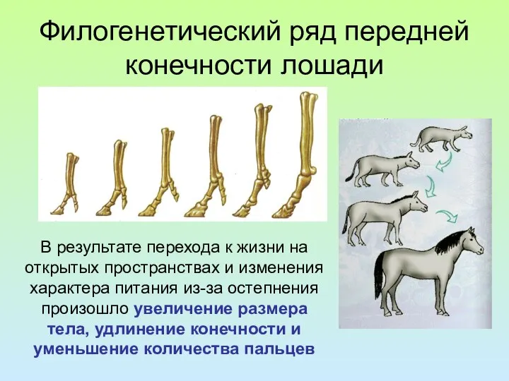 Филогенетический ряд передней конечности лошади В результате перехода к жизни на