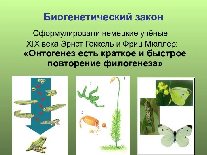 Биогенетический закон Сформулировали немецкие учёные XIX века Эрнст Геккель и Фриц