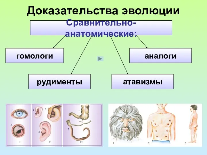 Доказательства эволюции Сравнительно-анатомические: гомологи аналоги рудименты атавизмы