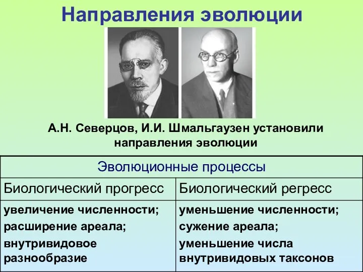 Направления эволюции А.Н. Северцов, И.И. Шмальгаузен установили направления эволюции