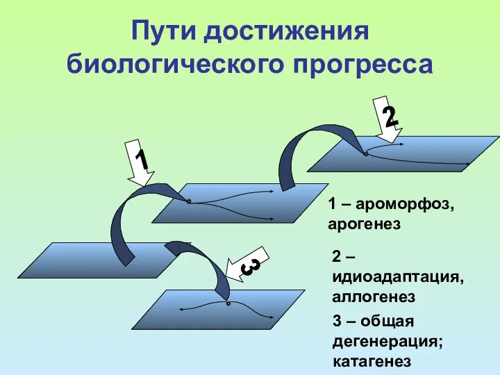 Пути достижения биологического прогресса 1 3 2 1 – ароморфоз, арогенез