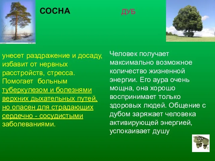 СОСНА унесет раздражение и досаду, избавит от нервных расстройств, стресса. Помогает