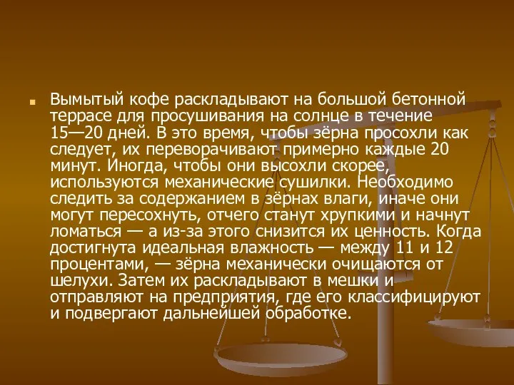 Вымытый кофе раскладывают на большой бетонной террасе для просушивания на солнце