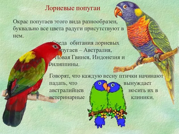 Лориевые попугаи Окрас попугаев этого вида разнообразен, буквально все цвета радуги