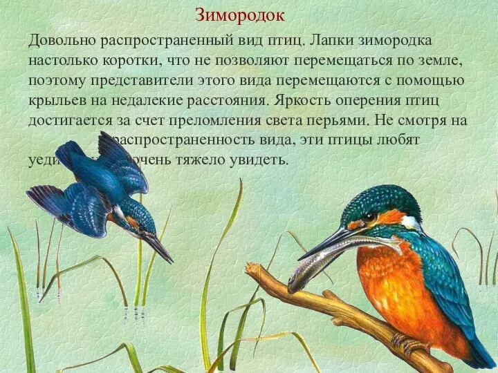 Зимородок Довольно распространенный вид птиц. Лапки зимородка настолько коротки, что не