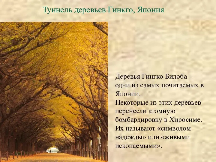 Туннель деревьев Гинкго, Япония Деревья Гингко Билоба – одни из самых