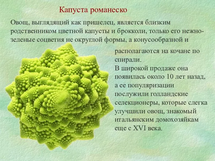 Капуста романеско Овощ, выглядящий как пришелец, является близким родственником цветной капусты