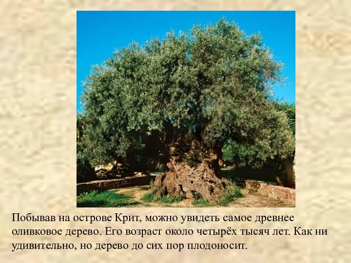 Побывав на острове Крит, можно увидеть самое древнее оливковое дерево. Его