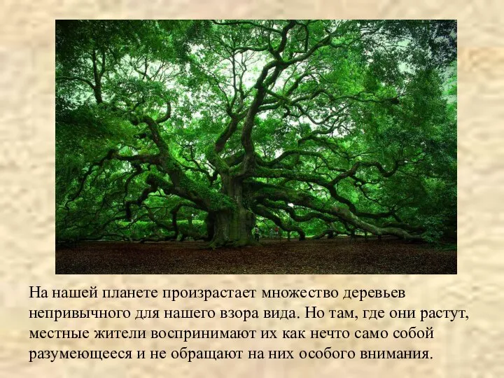 На нашей планете произрастает множество деревьев непривычного для нашего взора вида.