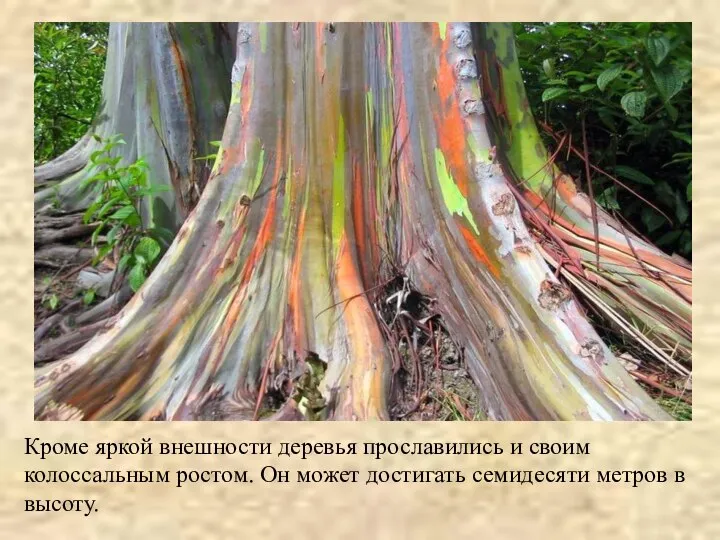 Кроме яркой внешности деревья прославились и своим колоссальным ростом. Он может достигать семидесяти метров в высоту.