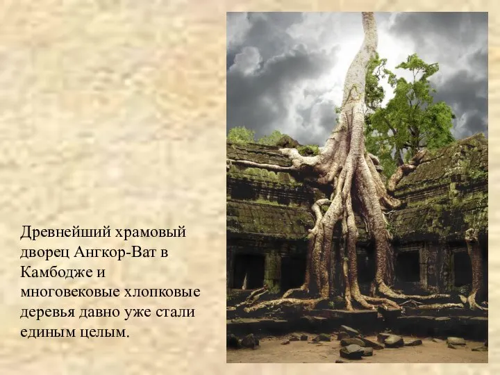 Древнейший храмовый дворец Ангкор-Ват в Камбодже и многовековые хлопковые деревья давно уже стали единым целым.
