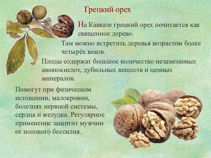 Грецкий орех На Кавказе грецкий орех почитается как священное дерево. Там