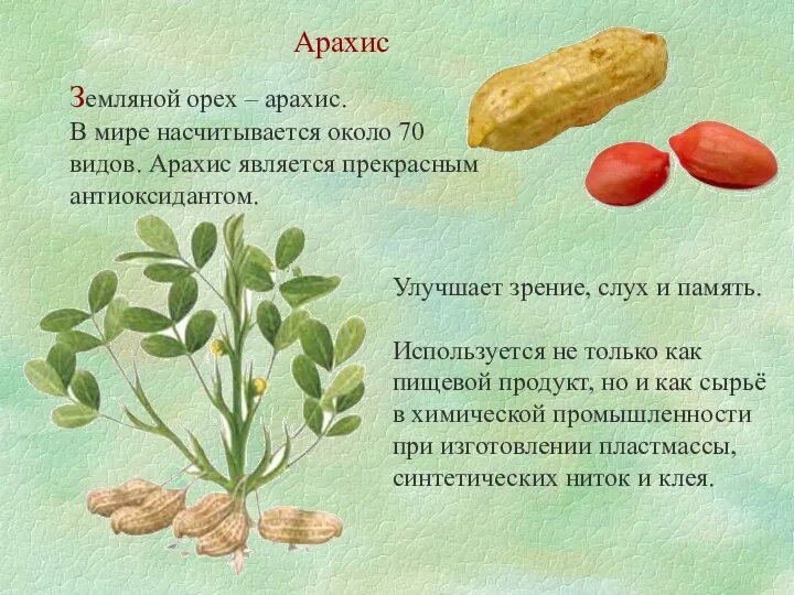 Арахис Земляной орех – арахис. В мире насчитывается около 70 видов.