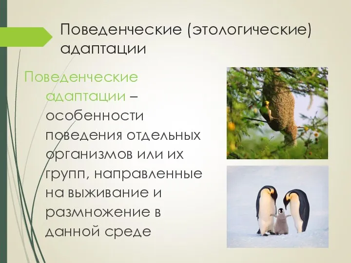 Поведенческие (этологические) адаптации Поведенческие адаптации – особенности поведения отдельных организмов или