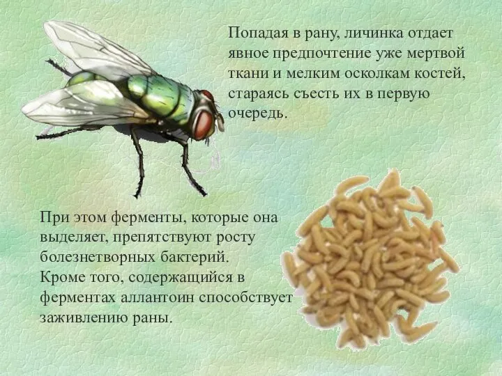 Попадая в рану, личинка отдает явное предпочтение уже мертвой ткани и