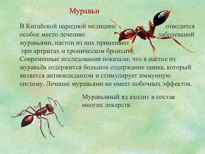 Муравьи В Китайской народной медицине отводится особое место лечению заболеваний муравьями,